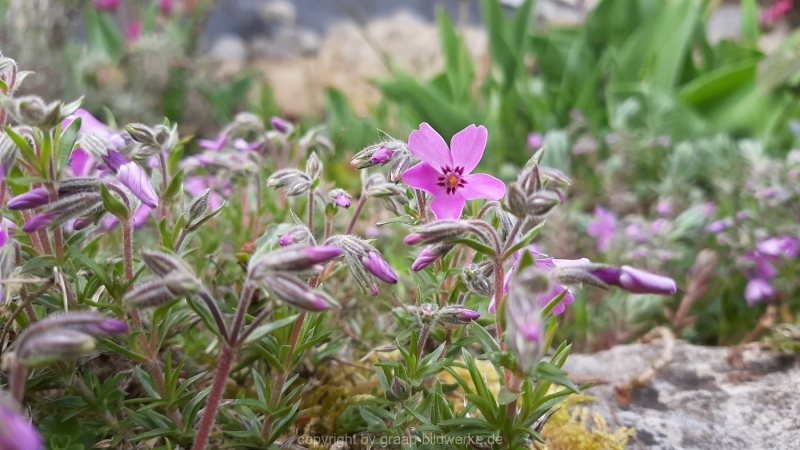 13.04.2021 - Blumen_01