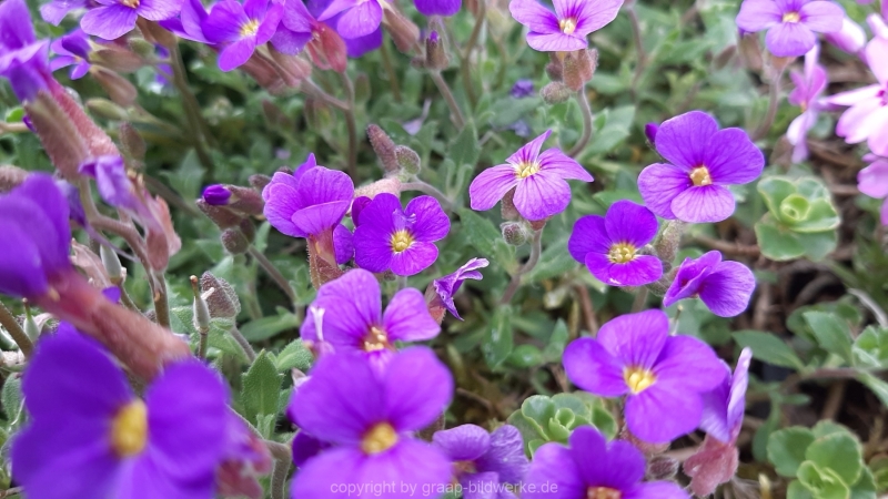 13.04.2021 - Blumen_02