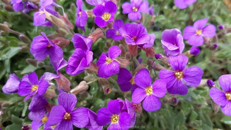 13.04.2021 - Blumen_03