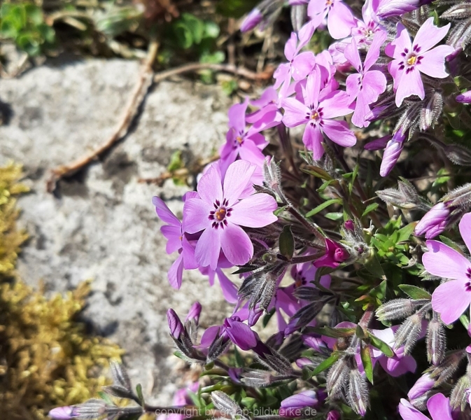 20.04.2021 - Blumen_02