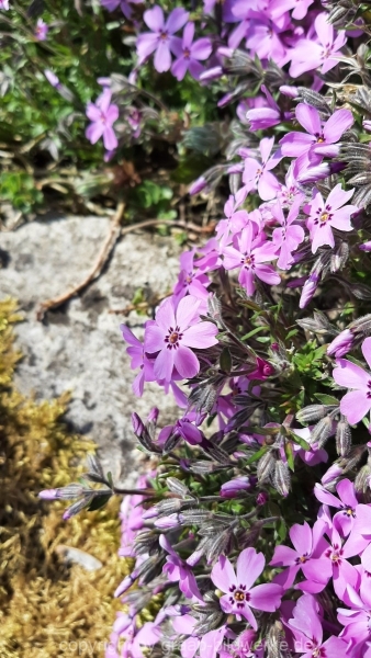 20.04.2021 - Blumen_03