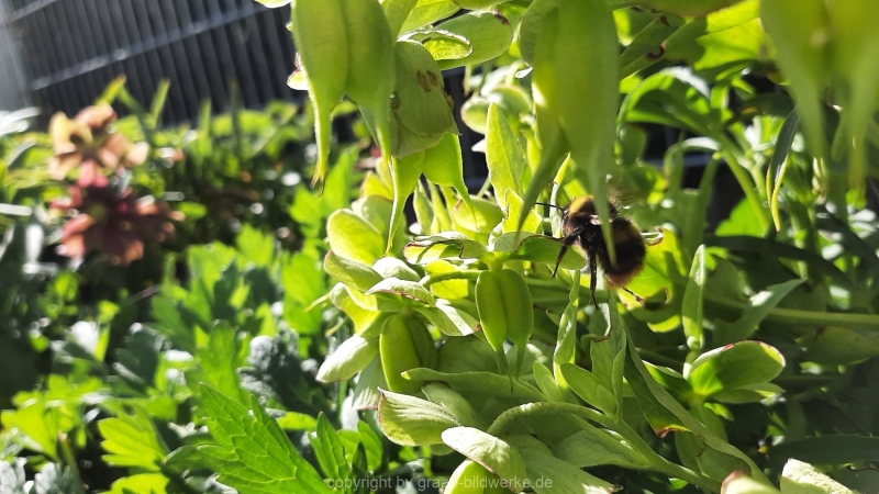 23.04.2021 - Blumen_01