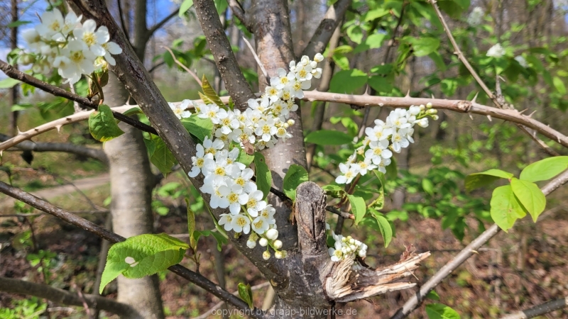 15.04.2022 - Blumenliebe_03