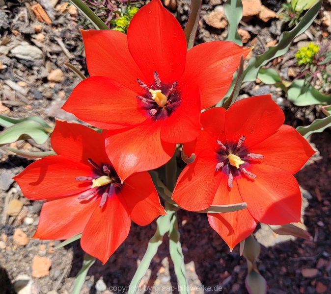 18.04.2022 - Blumenliebe_01