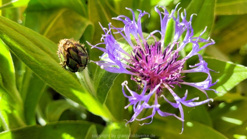 19.04.2022 - Blumenliebe_02