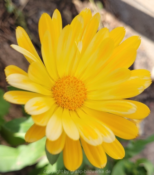 22.04.2022 - Blumenliebe_01