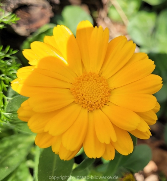 22.04.2022 - Blumenliebe_02