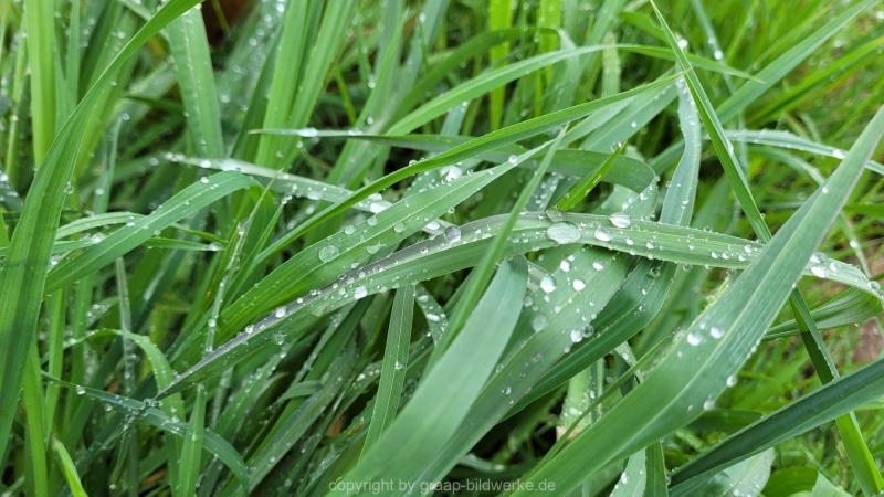 26.04.2022 - Spaziergang nach dem Regen_03