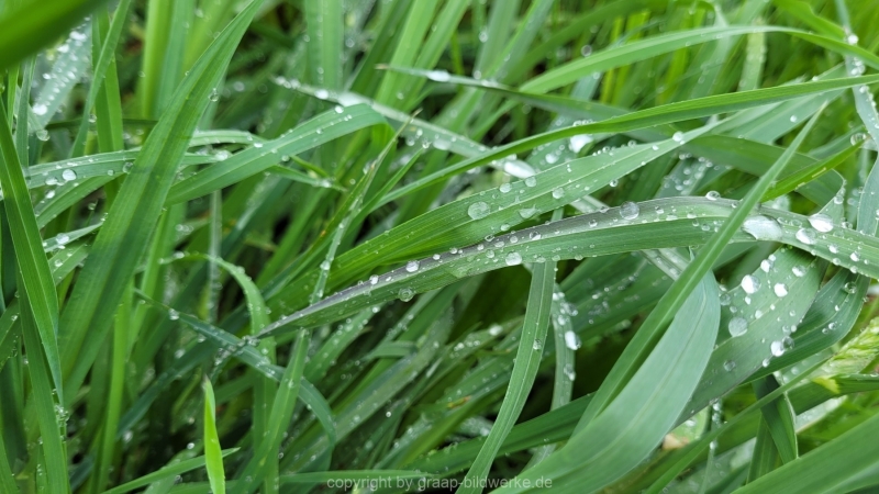26.04.2022 - Spaziergang nach dem Regen_02