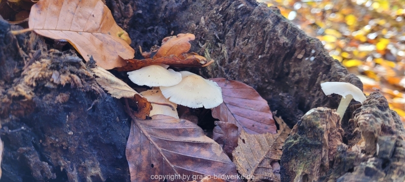 08.11.2021-Herbstspaziergang-am-Carlottensee_4