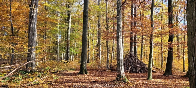 08.11.2021-Herbstspaziergang-am-Carlottensee_9