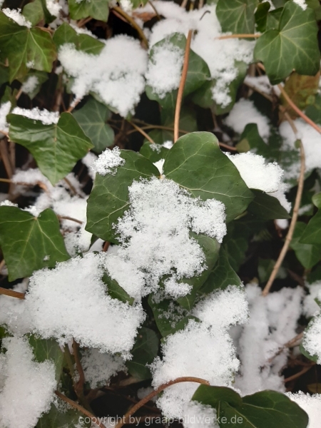 03.01.2021 - Blätter_12