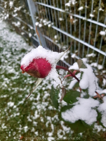 03.01.2021 - Rosen im Schnee_02