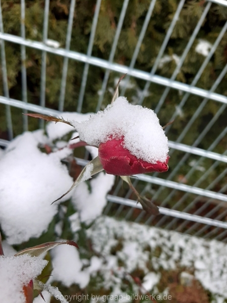 03.01.2021 - Rosen im Schnee_03
