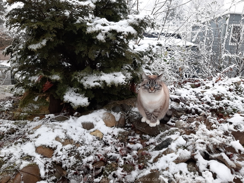 06.01.2021 - Unsere Katze Amy in unserem Garten bei Schnee