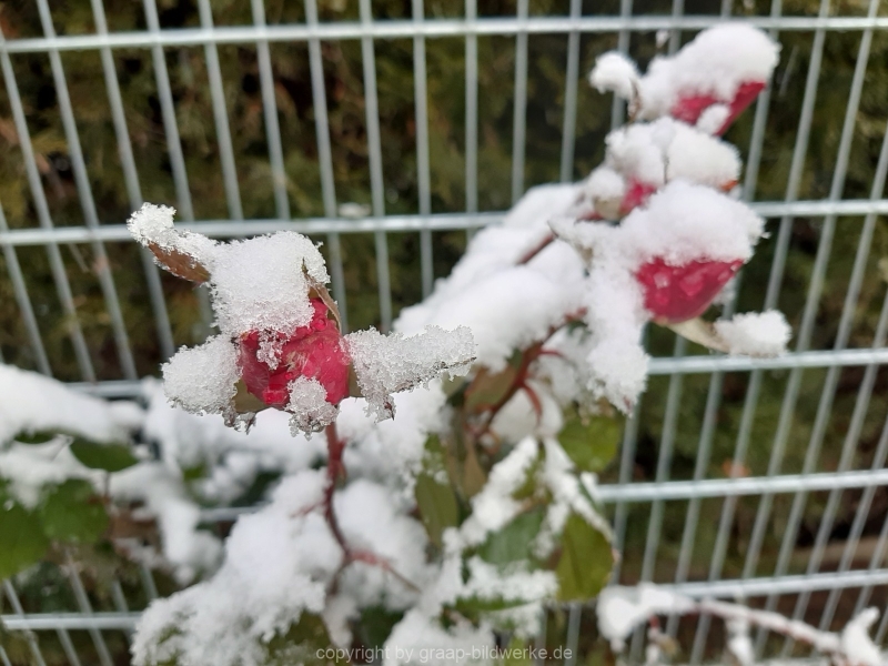 06.01.2021 - Winterimpressionen_02