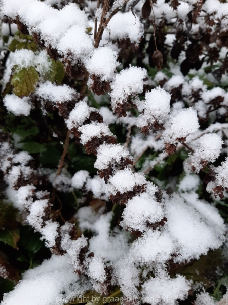 06.01.2021 - Winterimpressionen_07