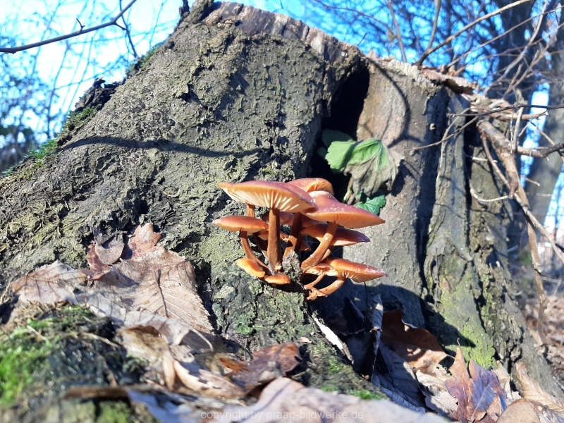15.01.2021 - Winterimpressionen_02
