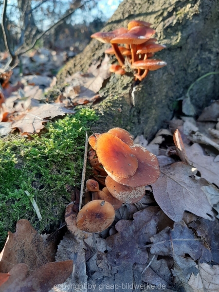 15.01.2021 - Winterimpressionen_01