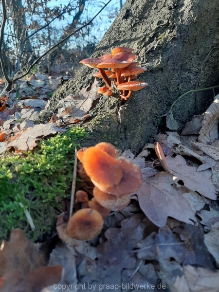 15.01.2021 - Winterimpressionen_04