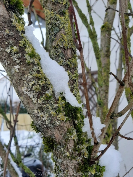 25.01.2021 - Winterimpressionen_01