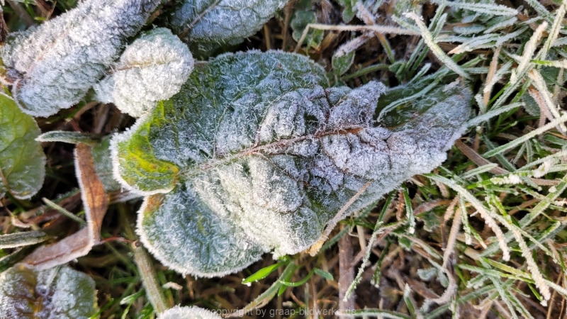 16.01.2022 - Spaziergang bei frostigem Morgen_03