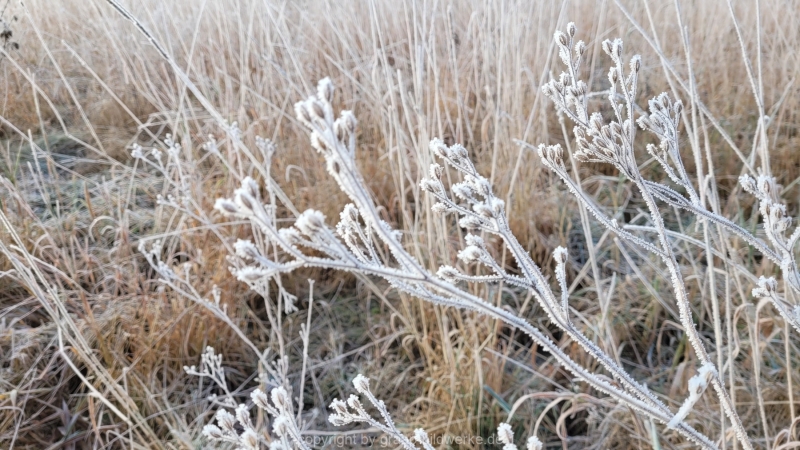 16.01.2022 - Spaziergang bei frostigem Morgen_02