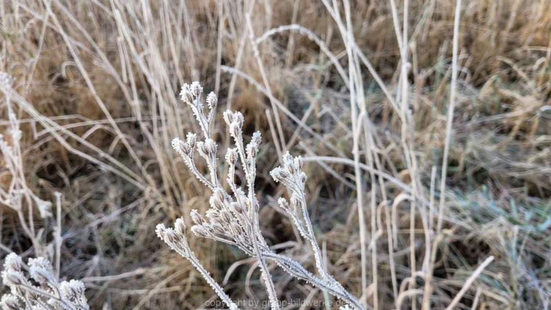 16.01.2022 - Spaziergang bei frostigem Morgen_01