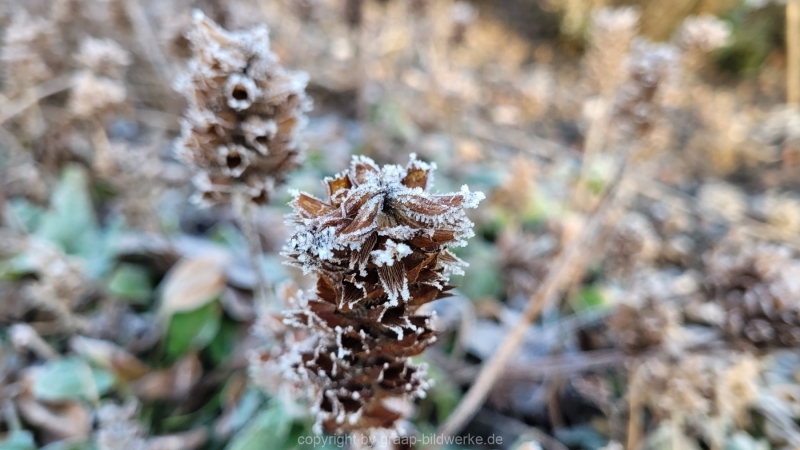 16.01.2022 - Spaziergang bei frostigem Morgen_05