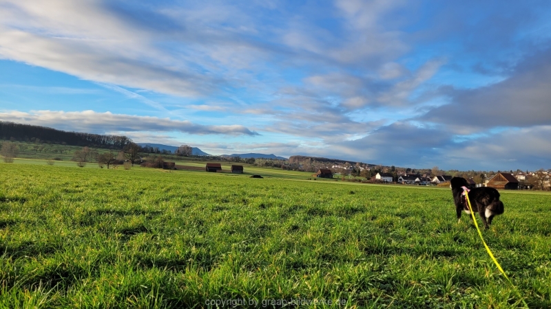 06.01.2023 - Spaziergang / Gassirunde am frühen Morgen in Hattenhofen_12