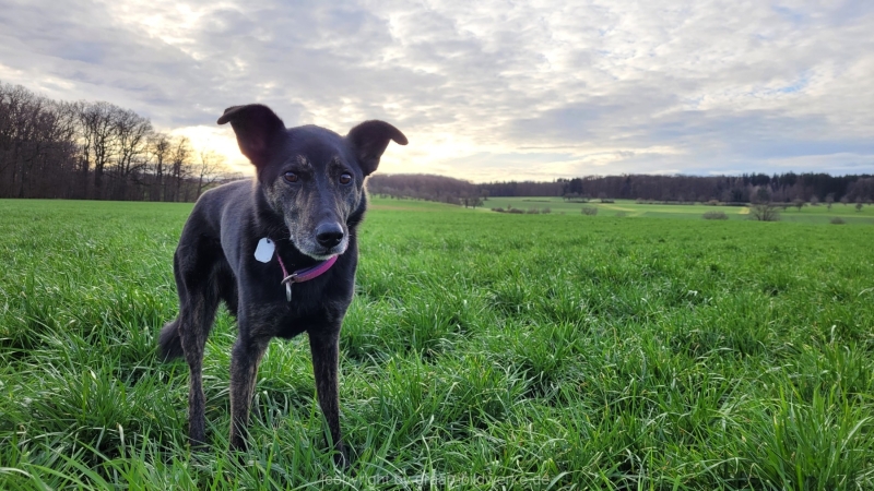 14.01.2023 - Gassirunde bei Sonnenaufgang_11
