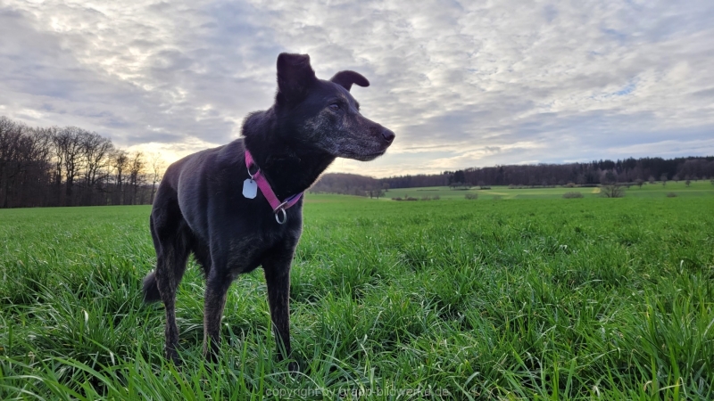 14.01.2023 - Gassirunde bei Sonnenaufgang_10