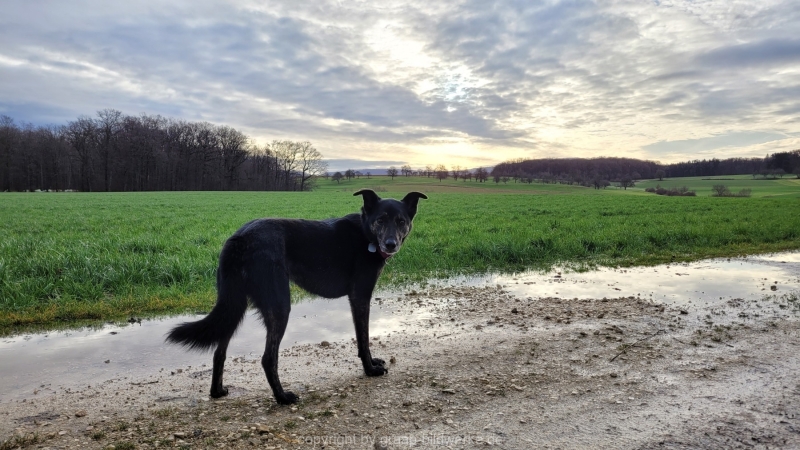14.01.2023 - Gassirunde bei Sonnenaufgang_08