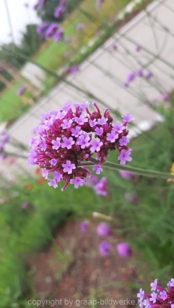 17.07.2021 - Blumen_01