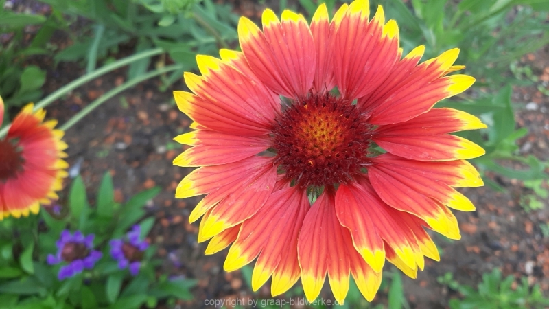 17.07.2021 - Blumen_02