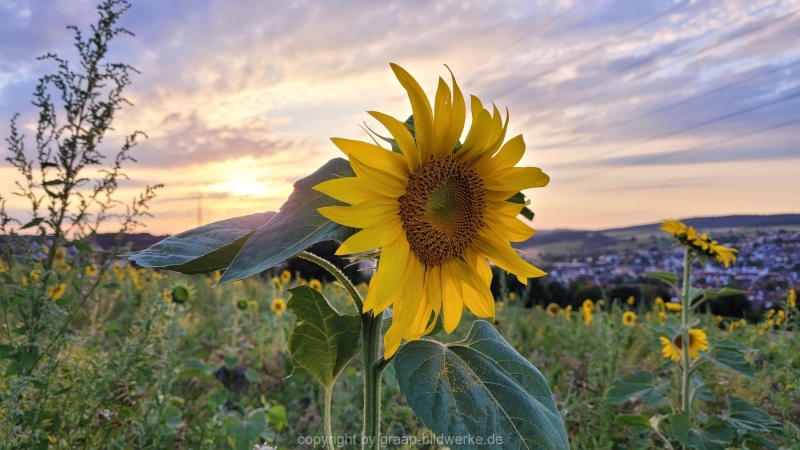 27.07.2022 - Abendspaziergang_07