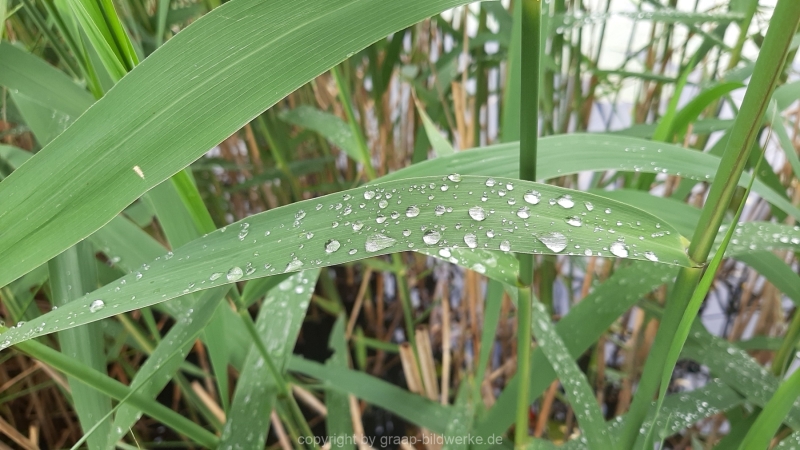 03.06.2021 - Regen im Juni