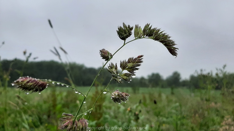 06.06.2021 - Regen im Juni