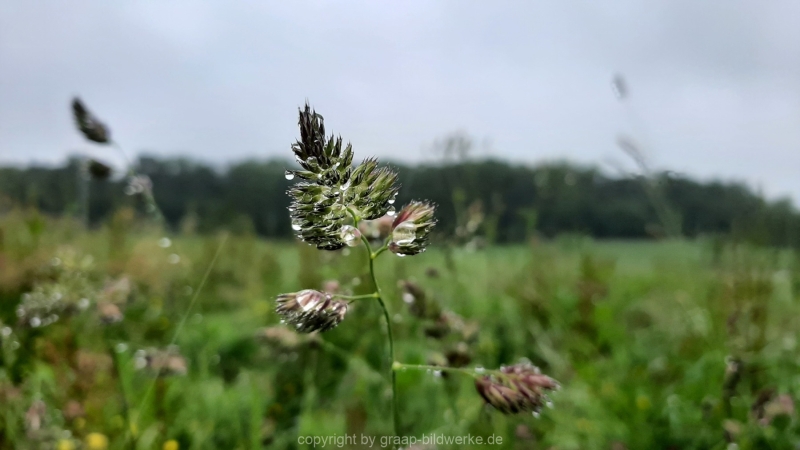 06.06.2021 - Regen im Juni