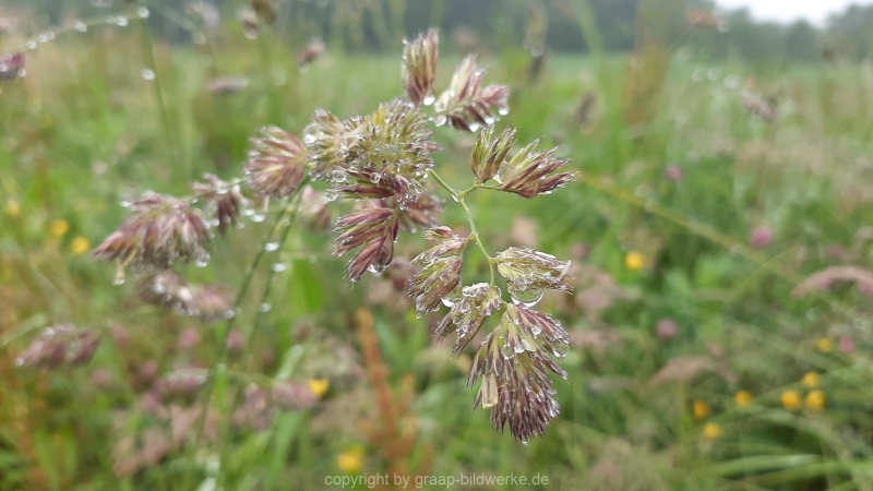 06.06.2021 - Regen im Juni