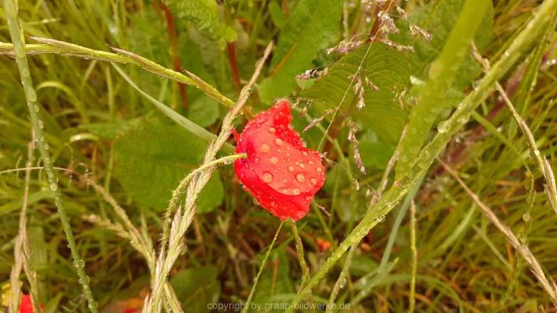 06.06.2021 - Regen im Juni