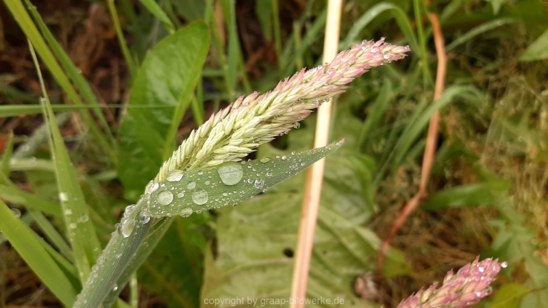 06.06.2021 - Regen im Juni