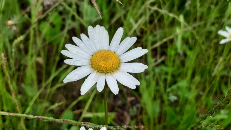06.06.2021 - Regen im Juni