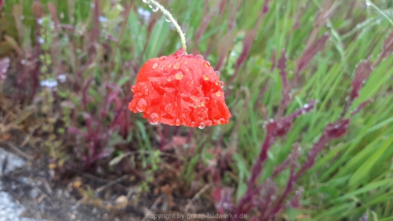 06.06.2021 - Regen im Juni