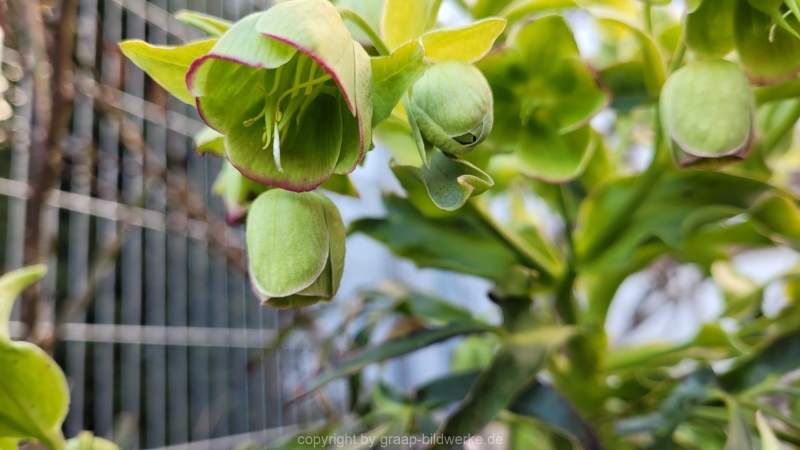 13.03.2022 - Gartenimpressionen_02