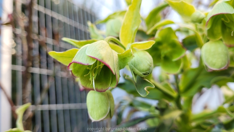 13.03.2022 - Gartenimpressionen_01