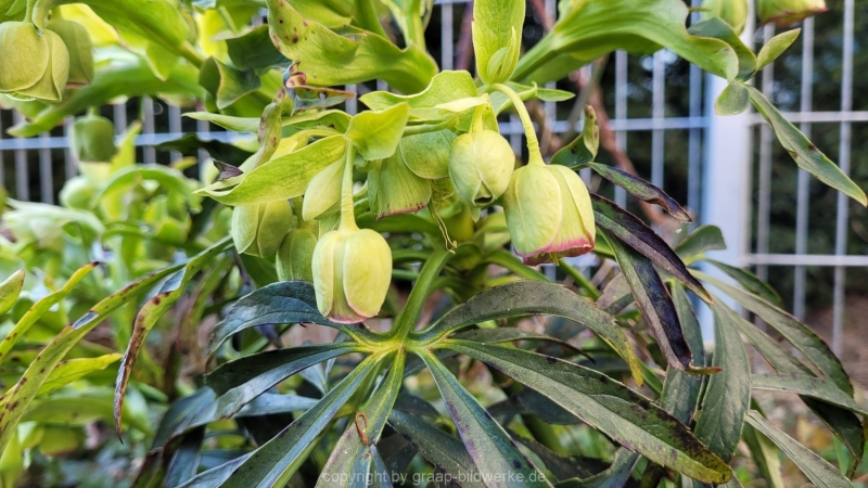13.03.2022 - Gartenimpressionen_04