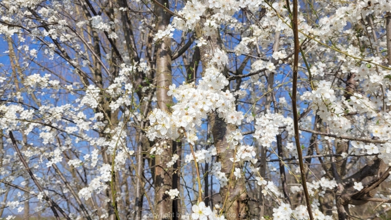 25.03.2022 - Frühling_02