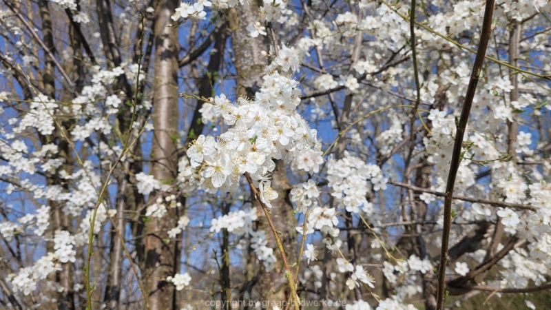 25.03.2022 - Frühling_01