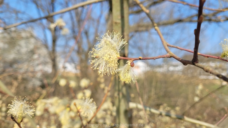 25.03.2022 - Frühling_03